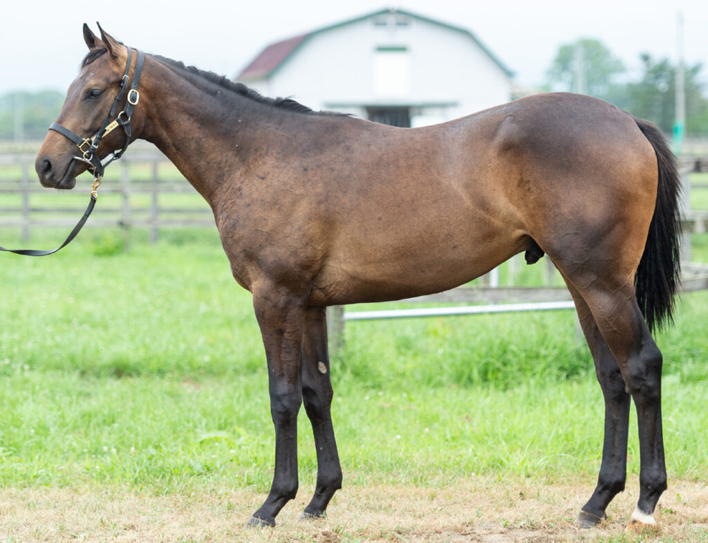 2023年度募集- サマーセール購買の1歳馬 | 2023年度募集馬 | ハッピー